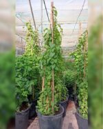 CORAL VINE - Image 2