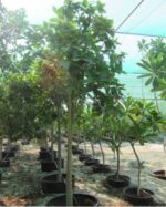 CORDIA SEBESTENA - Image 2