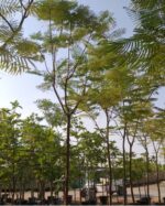 DELONIX REGIA - Image 2