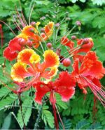 DELONIX REGIA - Image 2
