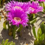 CARBOROTUS GROUND COVER