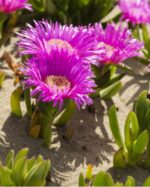 CARBOROTUS GROUND COVER