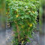 IPOMOEA CAIRICA PALMATA