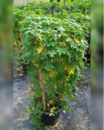 IPOMOEA CAIRICA PALMATA