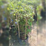 JACQUEMONTIA 4 STICK