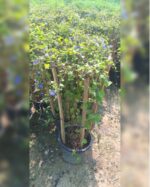 JACQUEMONTIA 4 STICK