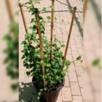 JACQUEMONTIA MARATHI