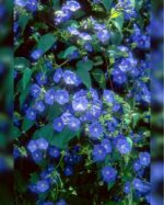 JACQUEMONTIA MARATHI - Image 2