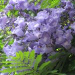 JACARANDA MIMSIFOLIA