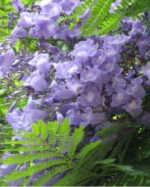 JACARANDA MIMSIFOLIA