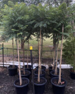 JACARANDA MIMSIFOLIA - Image 2