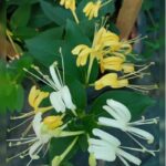 LONICERA HALLIANA(IRAQI JASMIN)