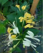LONICERA HALLIANA(IRAQI JASMIN)