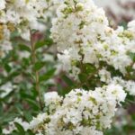 LAGERSTROEMIA INDICA (CREPE MYRTLE)