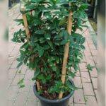 LONICERA (100-120 CM HEIGHT)