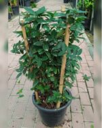 LONICERA (100-120 CM HEIGHT)