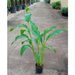 CANNA INDICA GREEN LEAF - Image 2