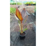 CANNA INDICA RED  LEAF - Image 2
