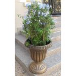 PLUMBAGO IN PLASTIC POT