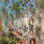 CASSIA GLAUCA 6 CM GIRTH 3 MTR HEIGHT.