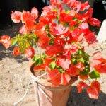 Bougainvillea Tomato Red Online Qatar