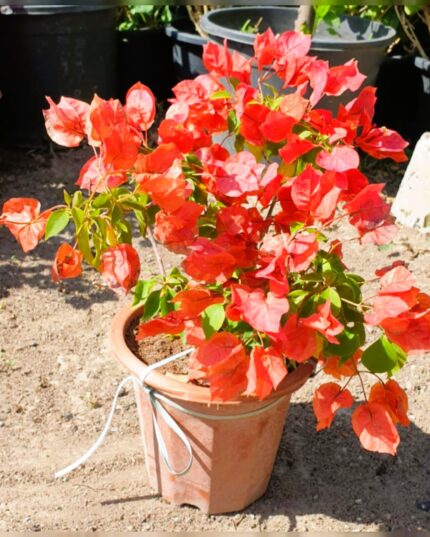 Bougainvillea Tomato Red Online Qatar