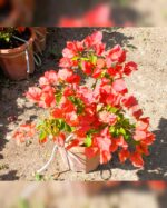 BOUGAINVILLEA TOMATO RED - Image 3