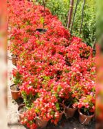 BOUGAINVILLEA TOMATO RED - Image 2