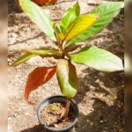 TERMINALIA KATTAPPA BADAM