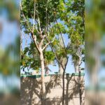 CASSIA GLAUCA 6 CM DIA 3 MTR HEIGHT.