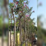 BAUHINIA PURPUREA 3 MTR HEIGHT