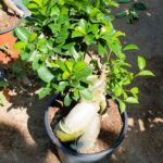 Ficus Bonsai Microcarpa