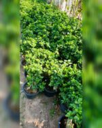 FICUS BONSAI MICROCARPA - Image 2