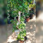 Ficus Bonsai S-Shape 130cm Height