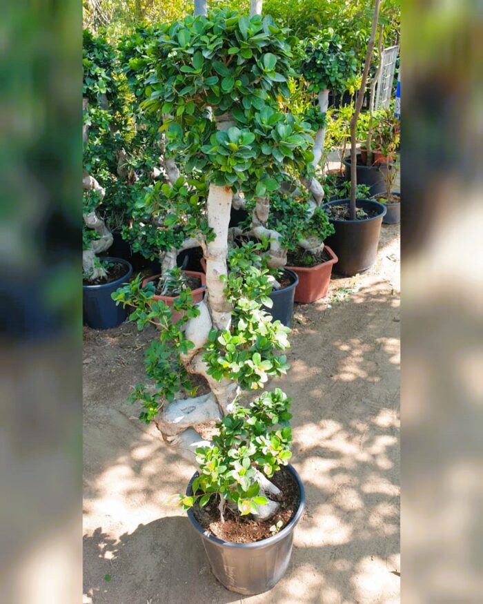 Ficus Bonsai S-Shape 130cm Height