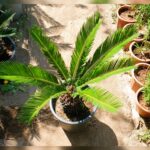 CYCAS  PALM 50 CM TOTAL HEIGHT.