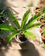 CYCAS  PALM 50 CM TOTAL HEIGHT.