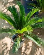 CYCAS  PALM 80 CM TOTAL HEIGHT. - Image 2