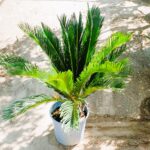 CYCAS  PALM 80 CM TOTAL HEIGHT.
