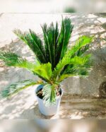 CYCAS  PALM 80 CM TOTAL HEIGHT.