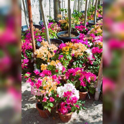 Bougainvillea Mixed Colors Online Qatar