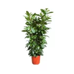 FICUS CYATHISTIPULA 140cm