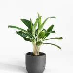 AGLAONEMA WHITE LIME, 40cm