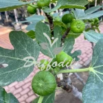 Ficus Carica Fig Tree
