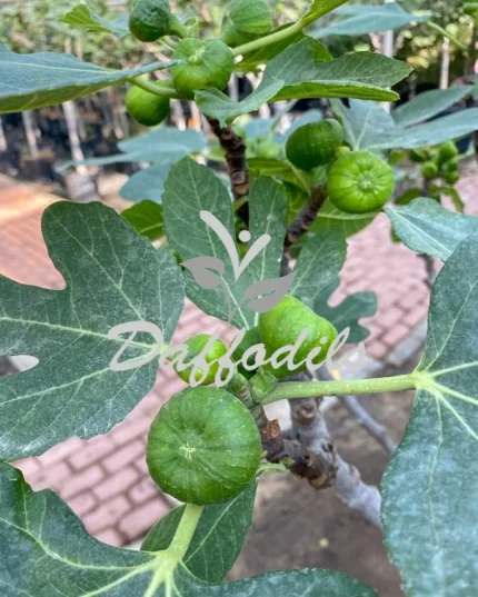 Ficus Carica Fig Tree