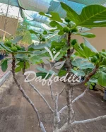 FICUS CARICA (FIG TREE) - Image 3