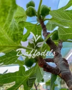 FICUS CARICA (FIG TREE) - Image 2