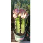 Cactus- Height 50 cm