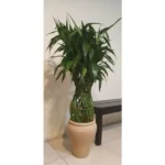 BRAIDED BAMBOO POTTED - HEIGHT 150 CM