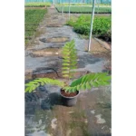 ZAMIA FURFURACEA- HEIGHT 40-50 CM